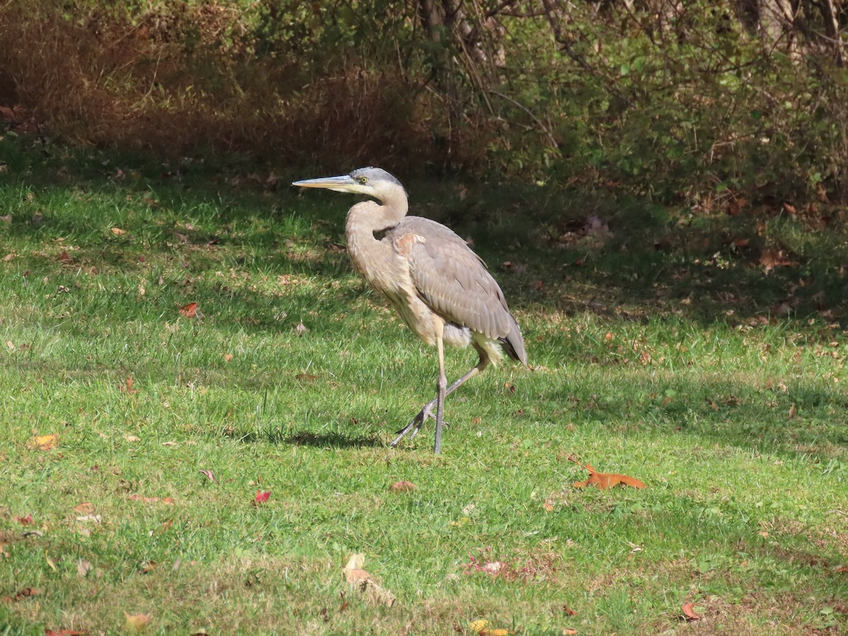Great Blue Heron (Great Blue) - ML644528172