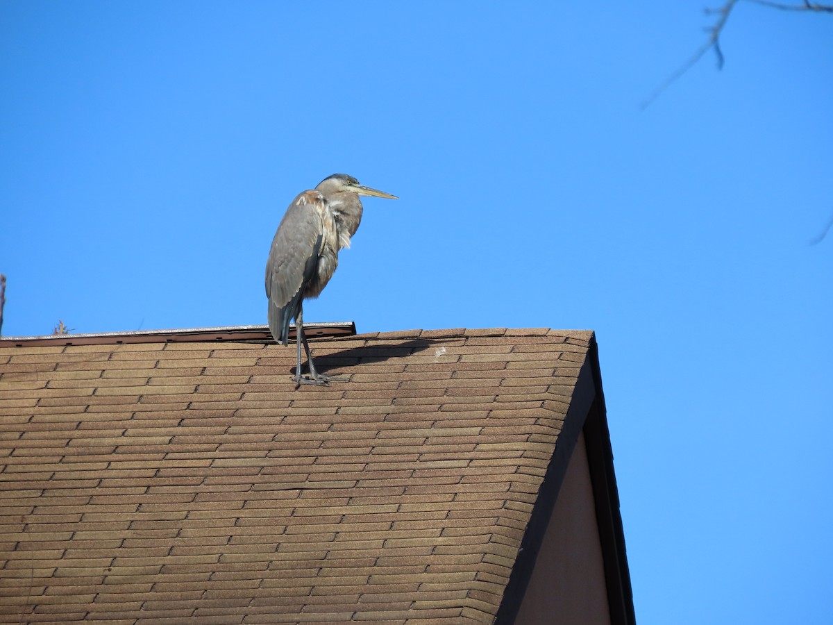 Great Blue Heron (Great Blue) - ML644528174