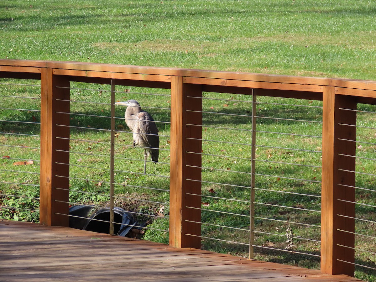 Great Blue Heron (Great Blue) - ML644528178