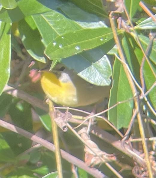 Common Yellowthroat - ML644528179