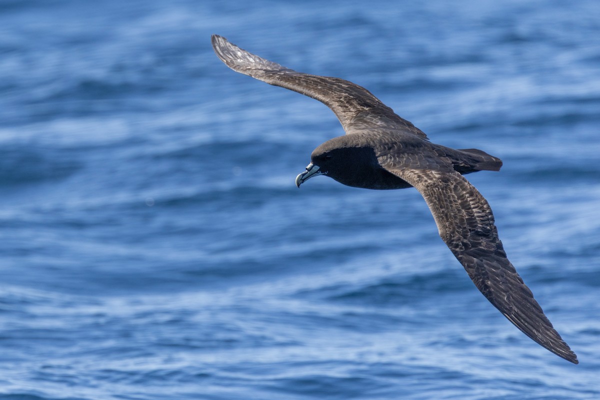 White-chinned Petrel - ML644528184