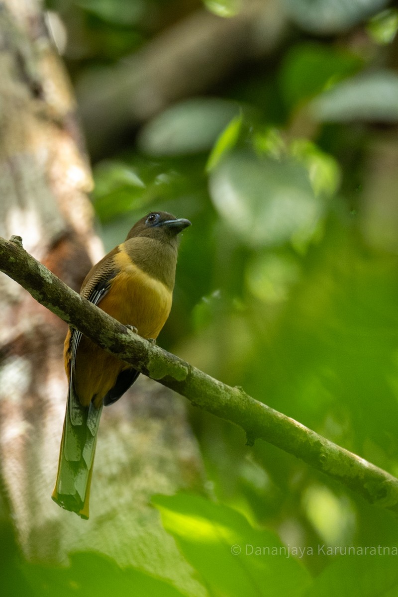 Malabar Trogon - ML644528188