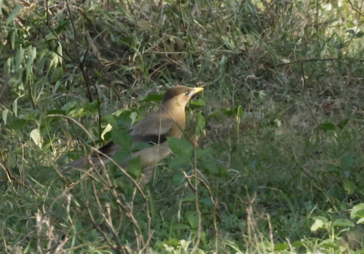 Brahminy Starling - Christian Dietzen