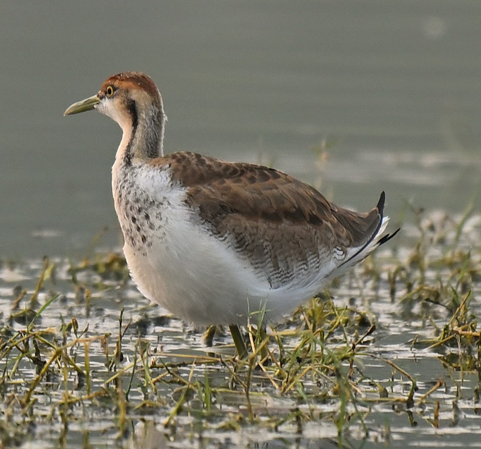 Фазанохвостая якана - ML644528190