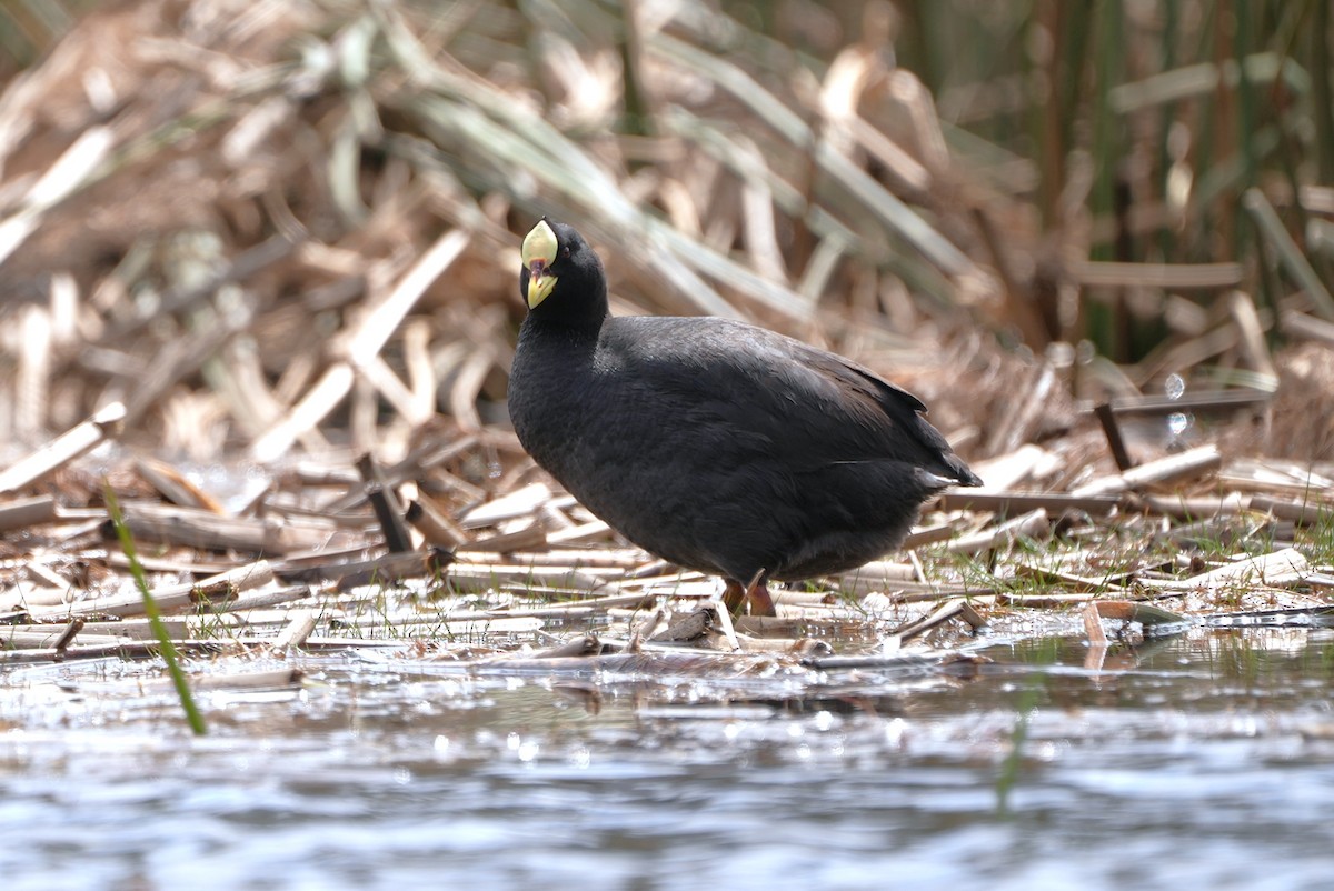 Red-gartered Coot - ML644528202