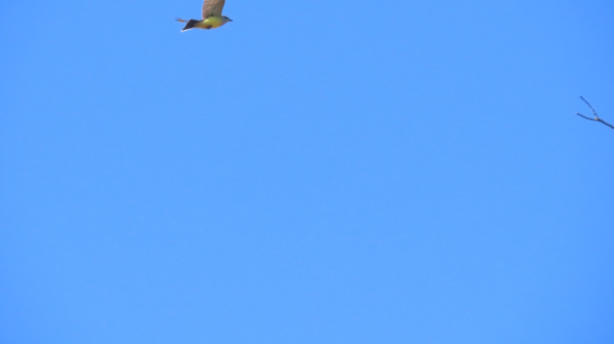 Tyran de l'Ouest - ML644528206