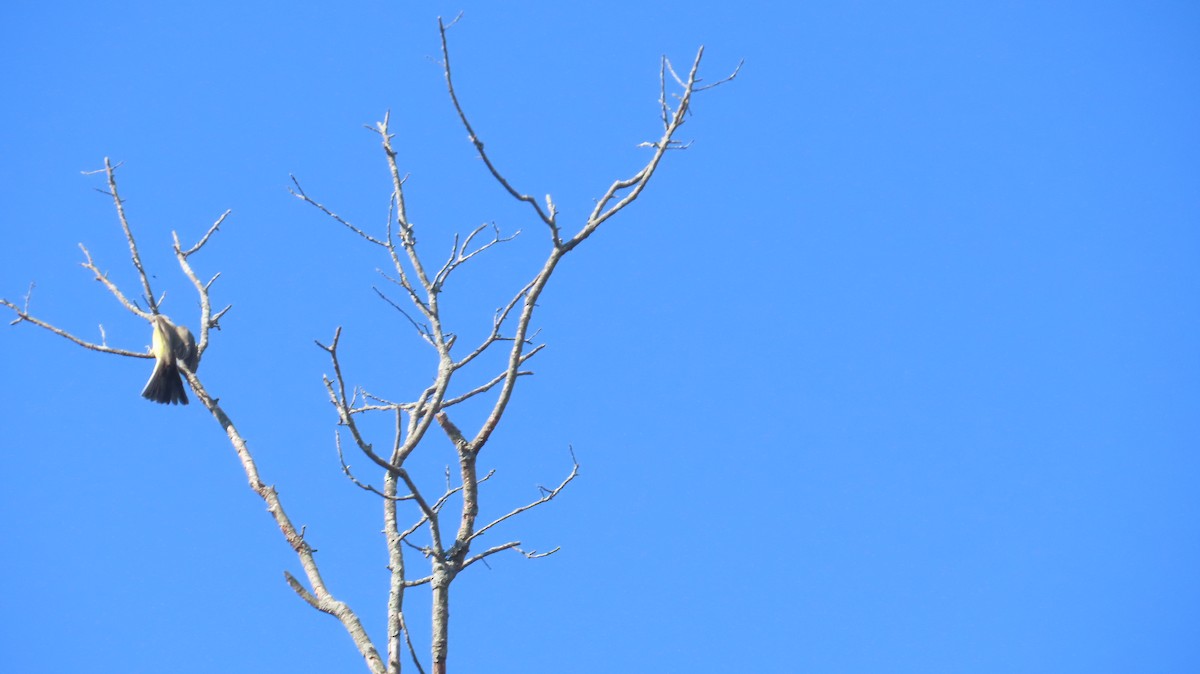 Tyran de l'Ouest - ML644528215