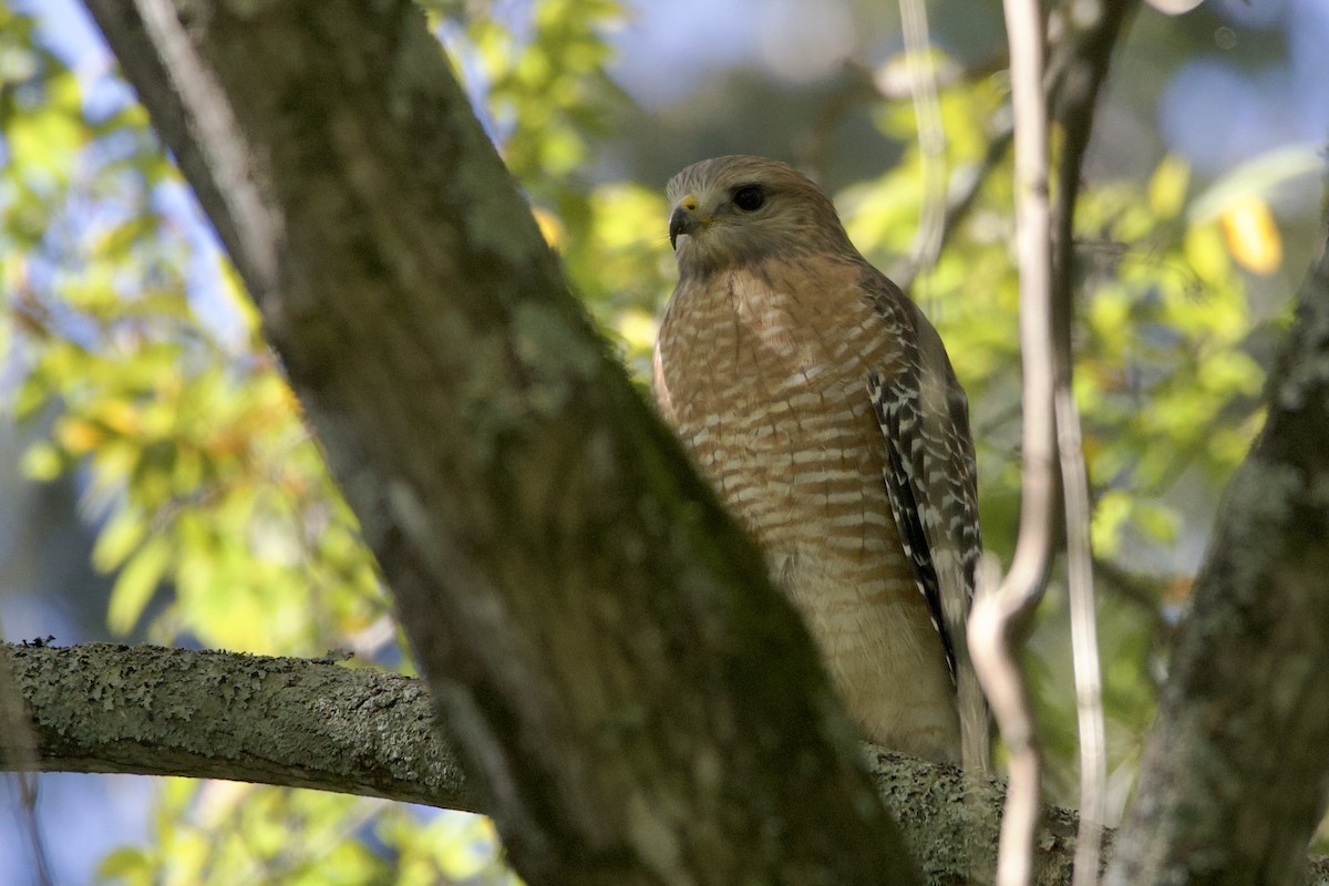 Red-shouldered Hawk - ML644528222
