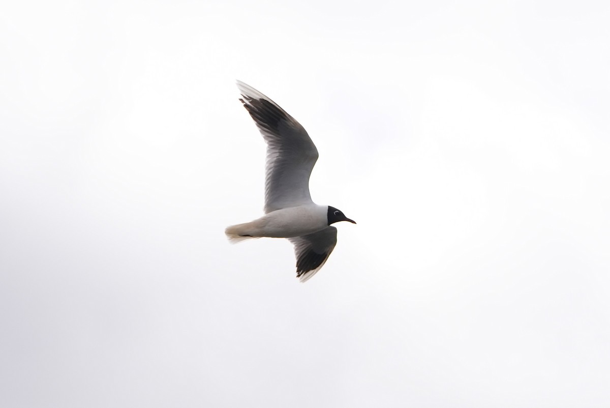 Mouette de Patagonie - ML644528224