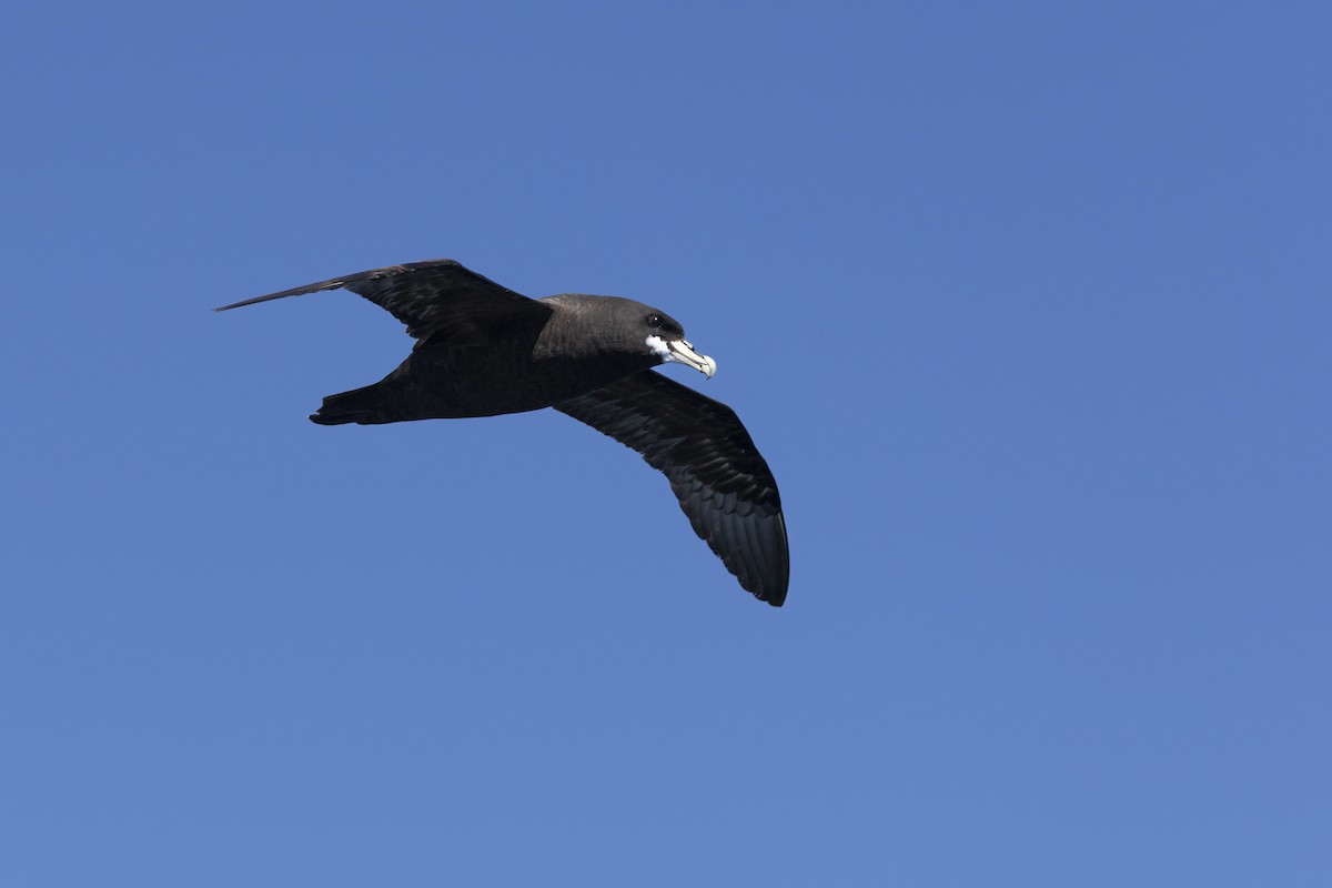 White-chinned Petrel - ML644528228