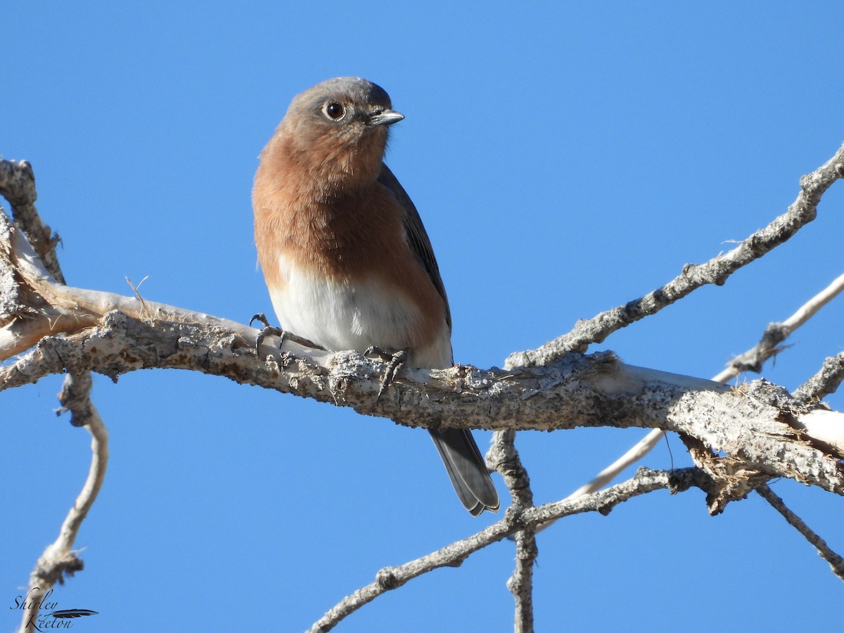 Eastern Bluebird - ML644528229