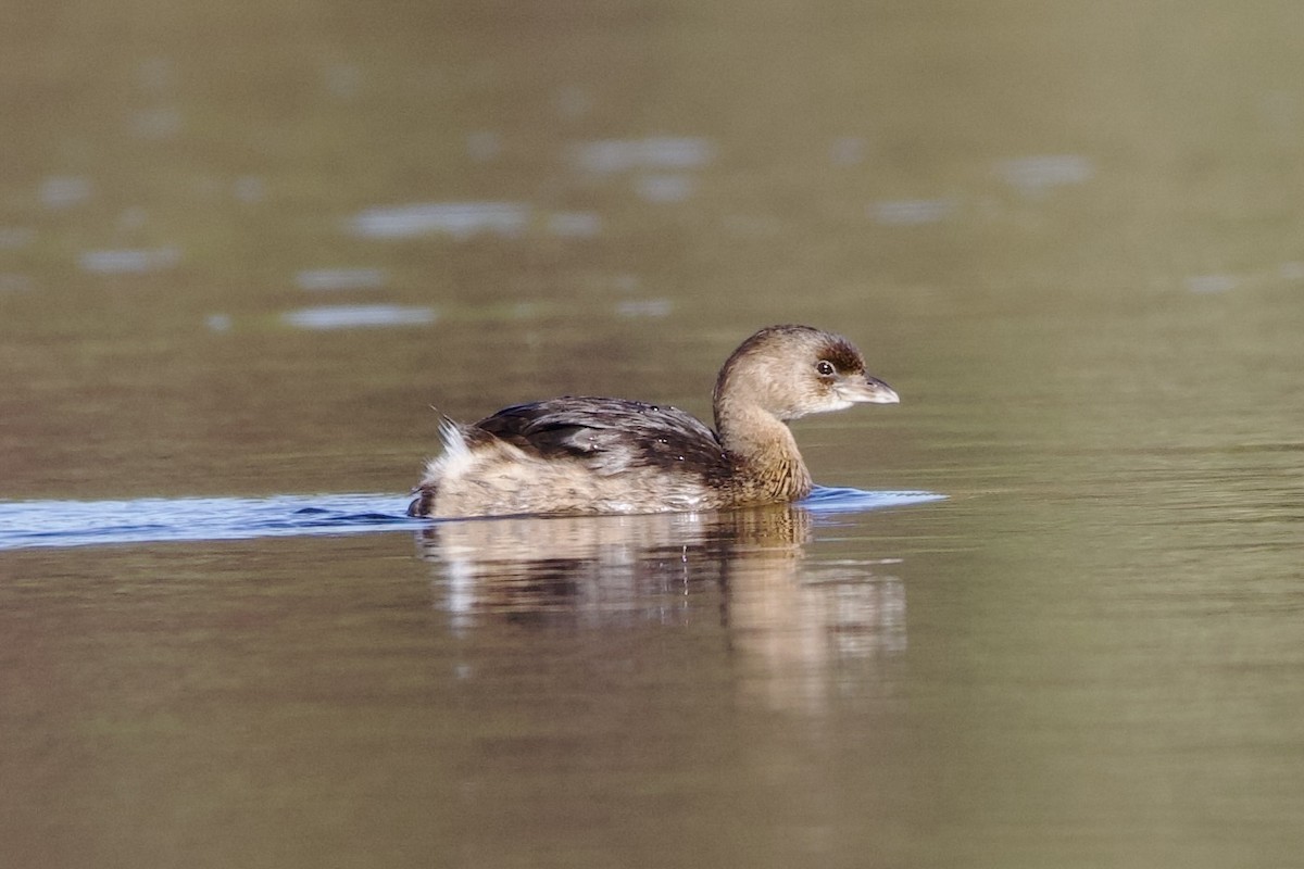 Pied-billed Grebe - ML644528232