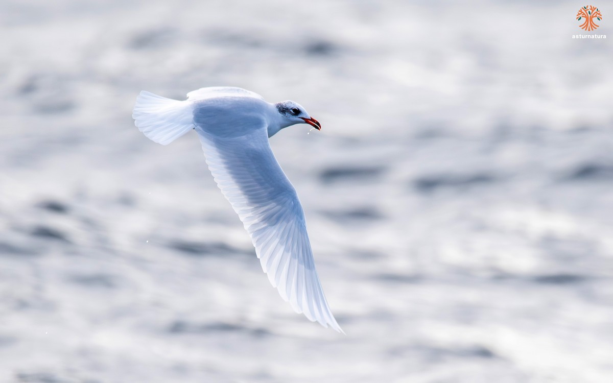 Mediterranean Gull - ML644528238