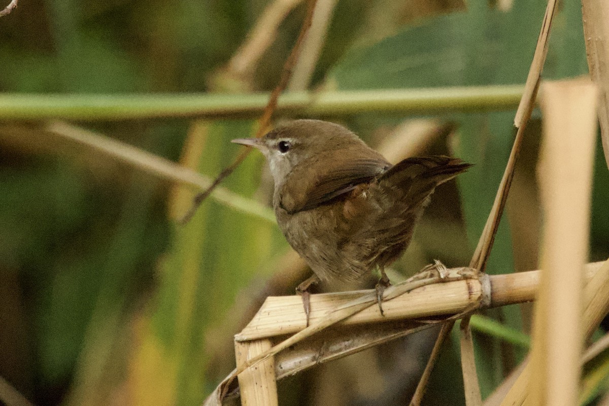 Seidensänger - ML644528244