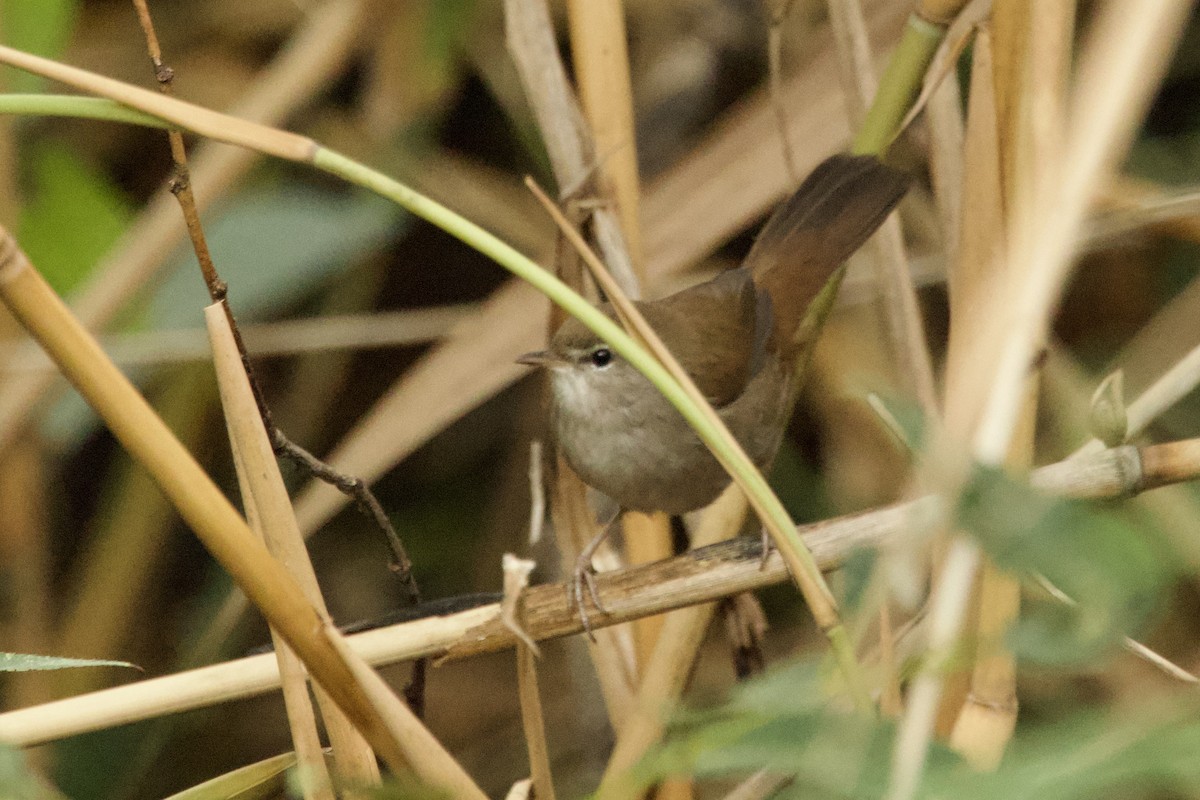 Seidensänger - ML644528245