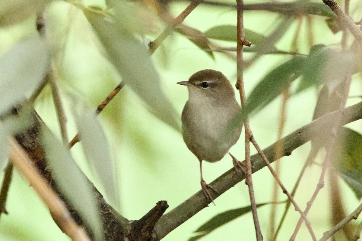 Seidensänger - ML644528246