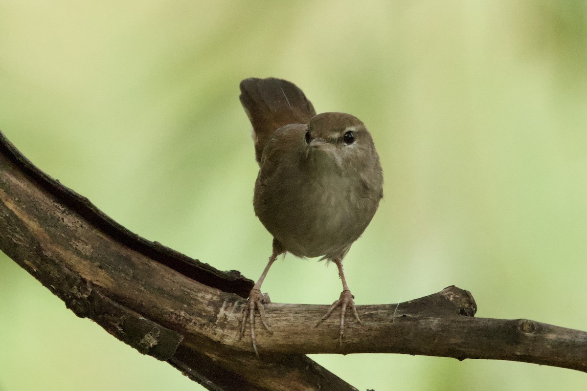 Seidensänger - ML644528247