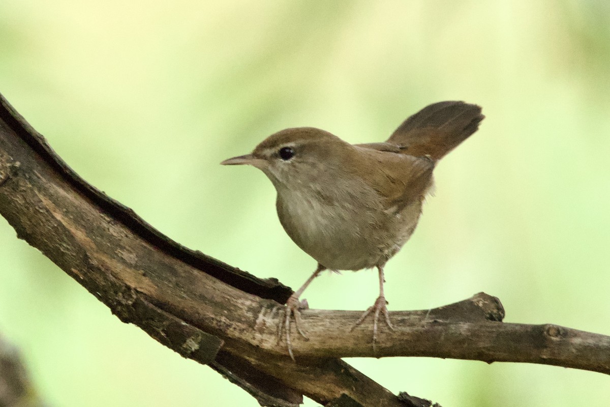 Seidensänger - ML644528249