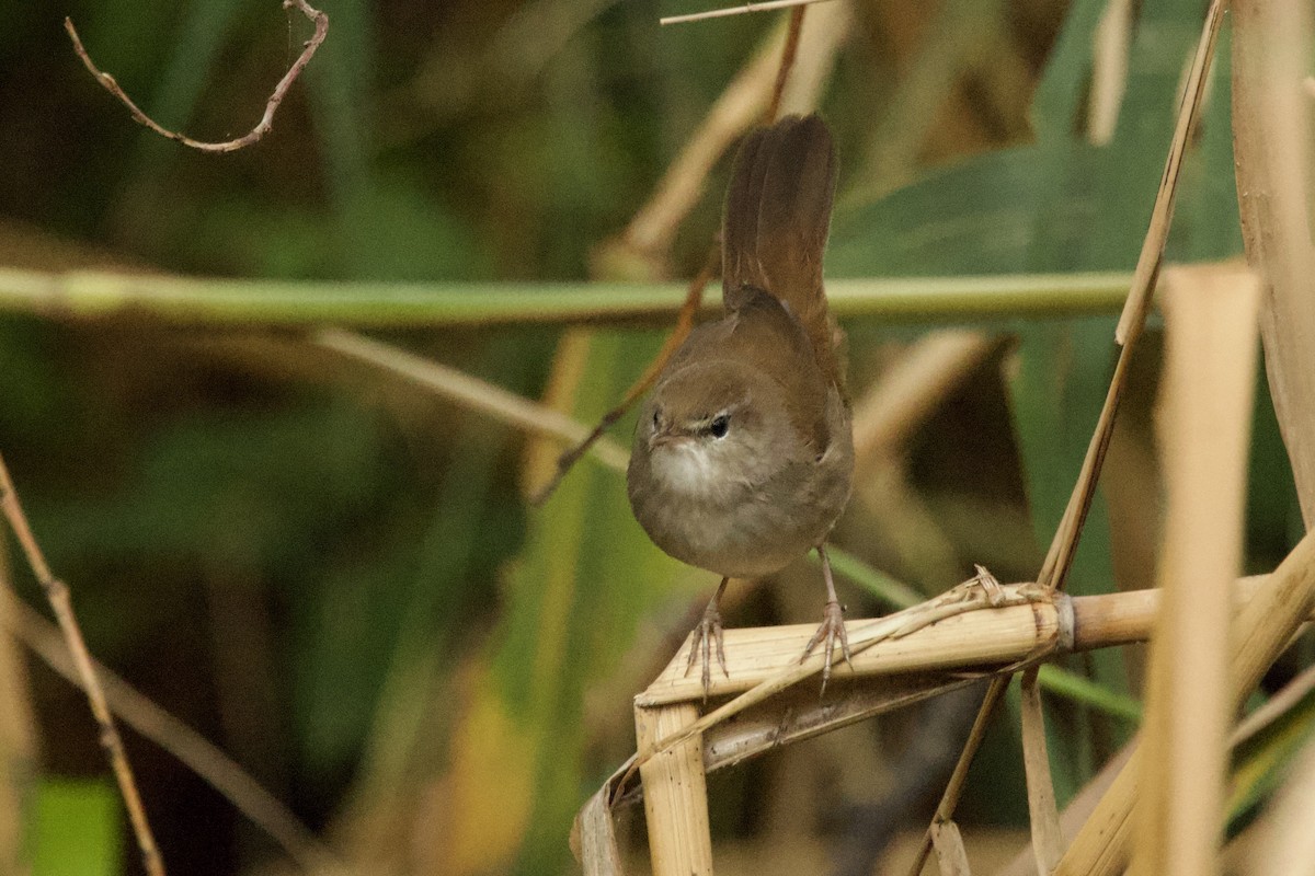 Seidensänger - ML644528250