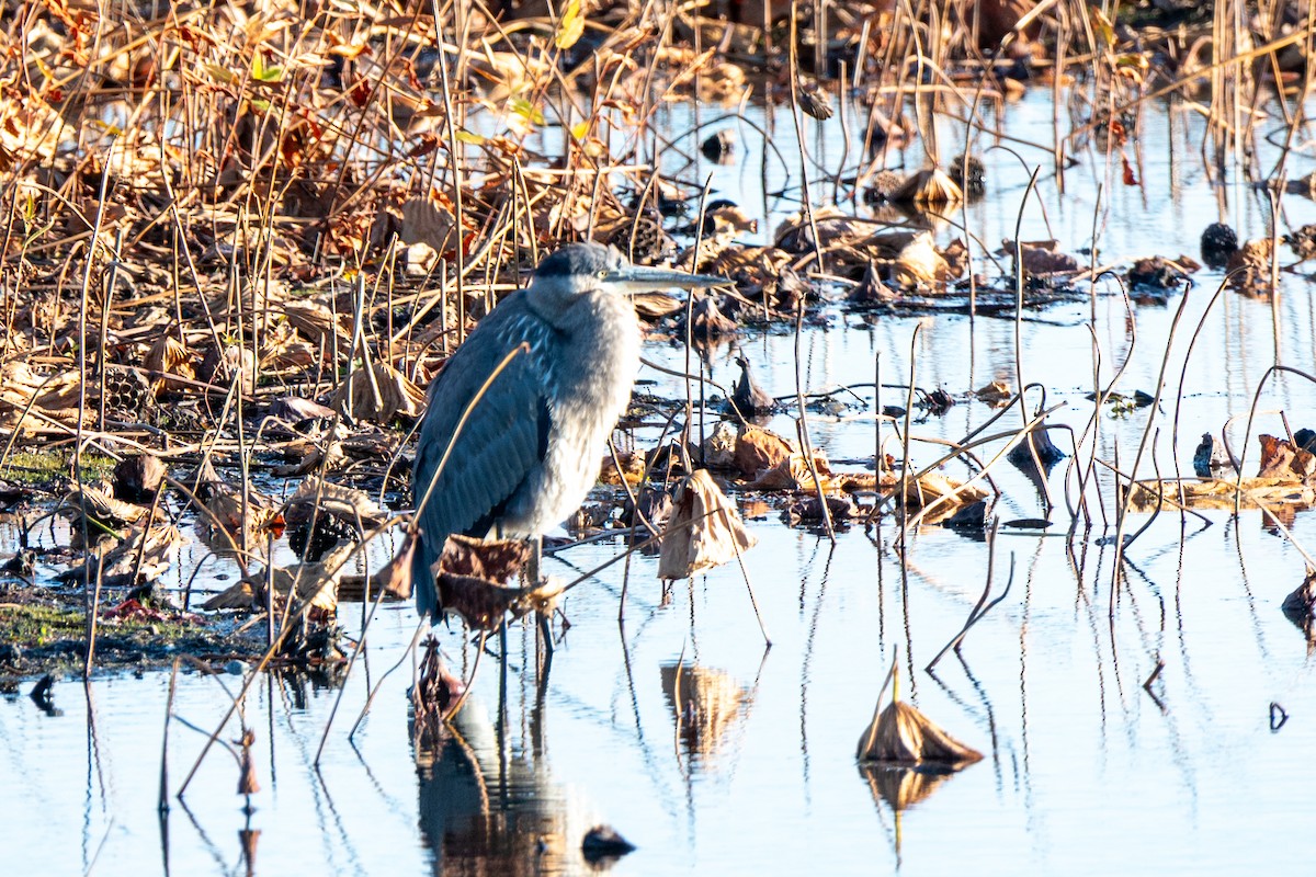 Great Blue Heron - ML644528251