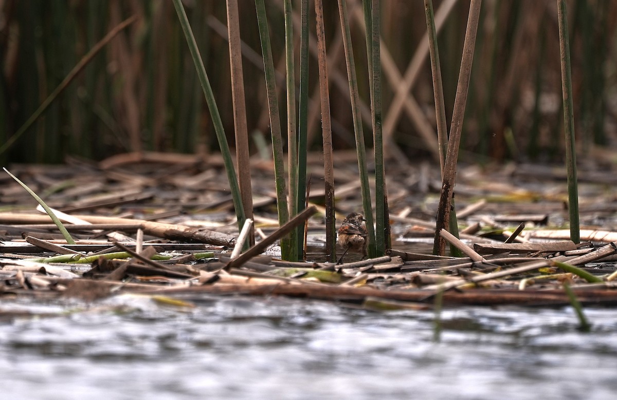 Wren-like Rushbird - ML644528252