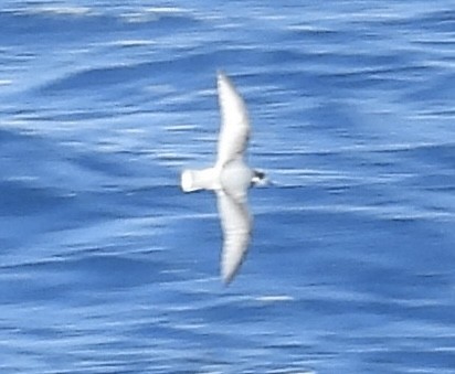 Blue Petrel - ML644528275