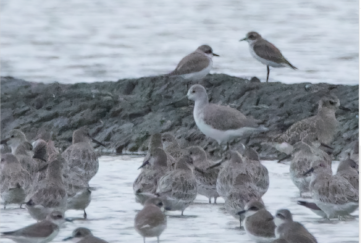 諾氏鷸 - ML644528278