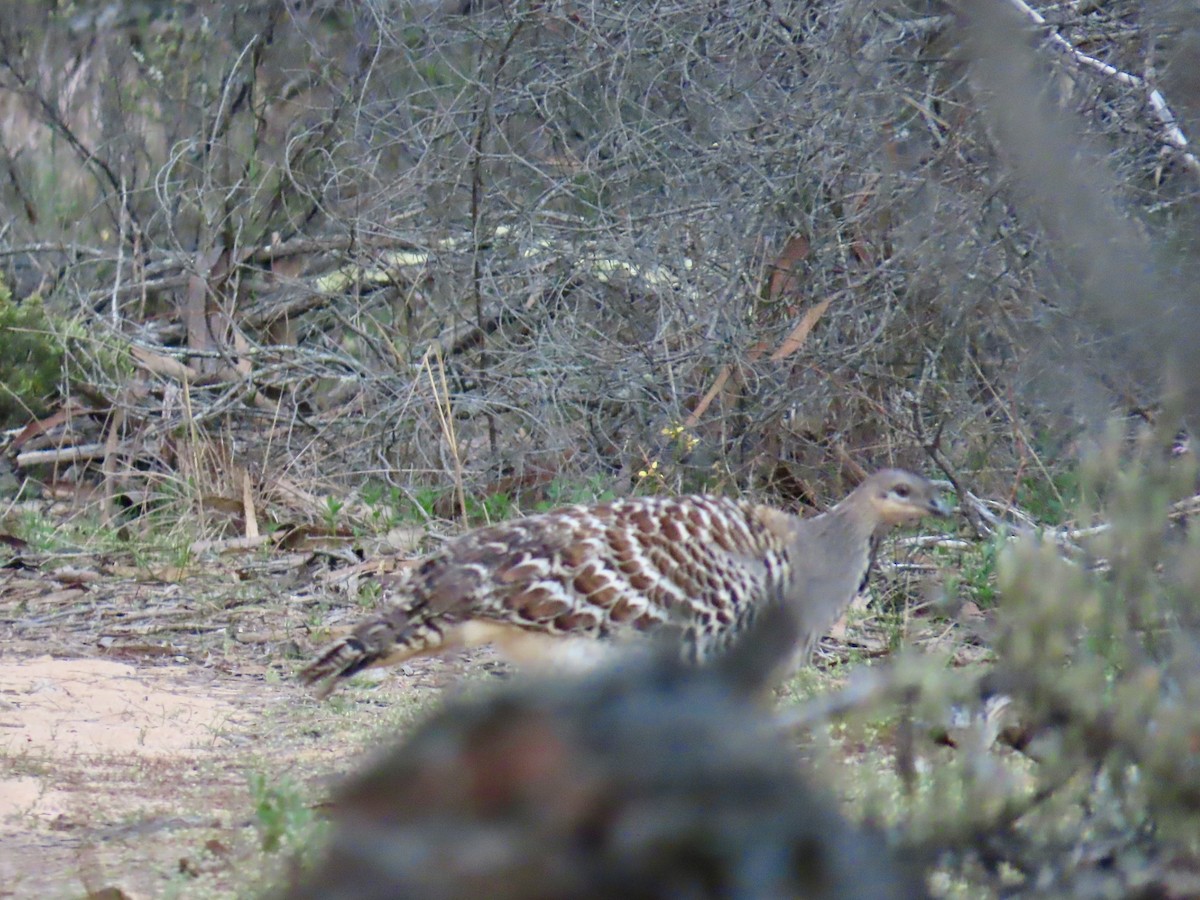 Malleefowl - ML644528285