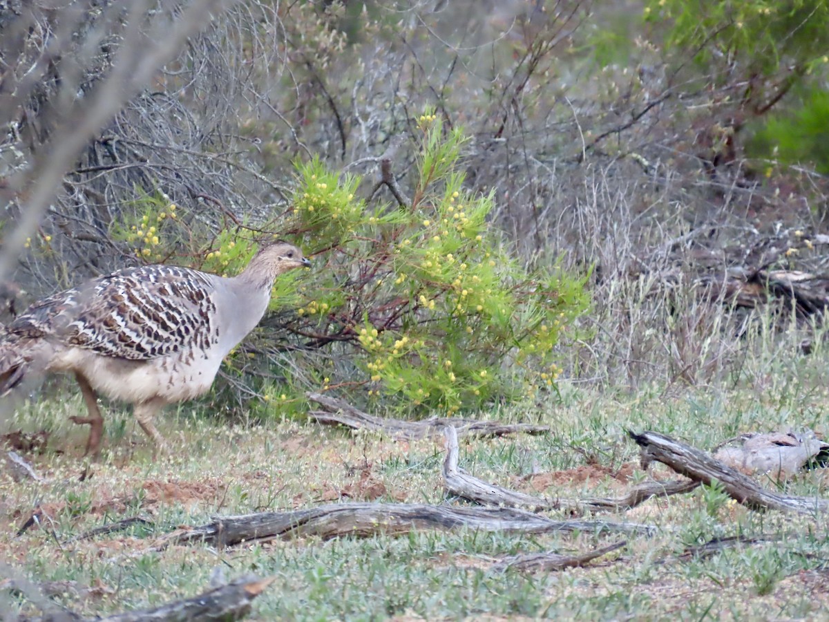 Malleefowl - ML644528286