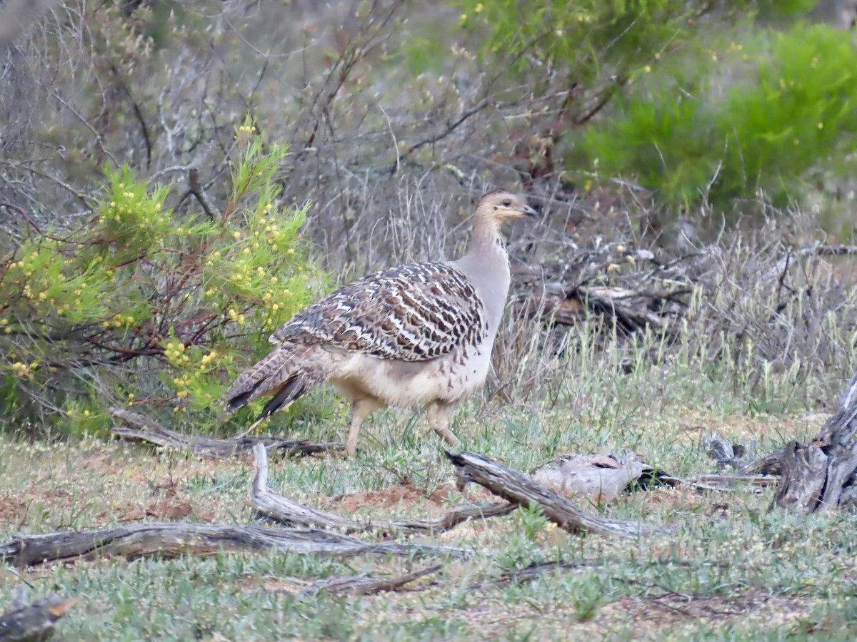 Malleefowl - ML644528287