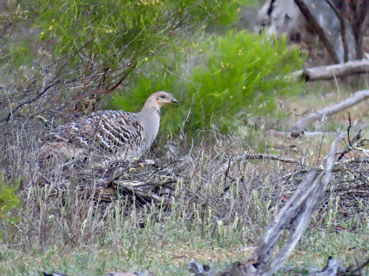Malleefowl - ML644528288