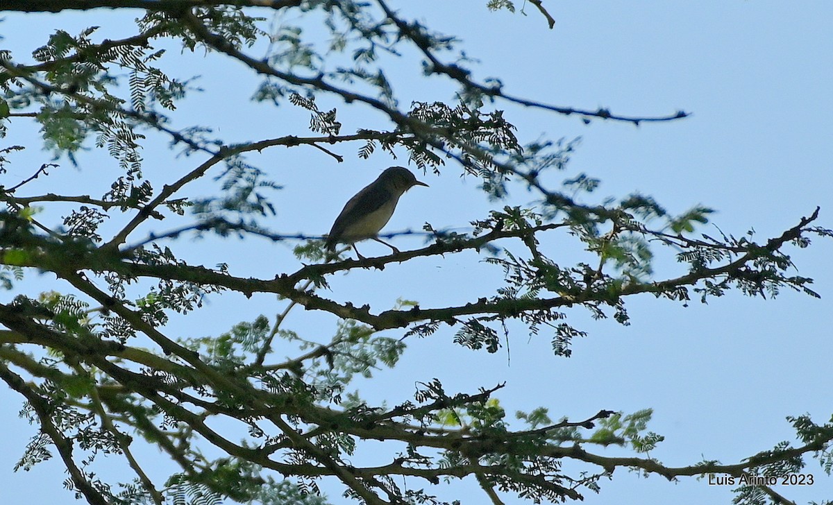 Yeşil Sırtlı Kamaropter - ML644528292