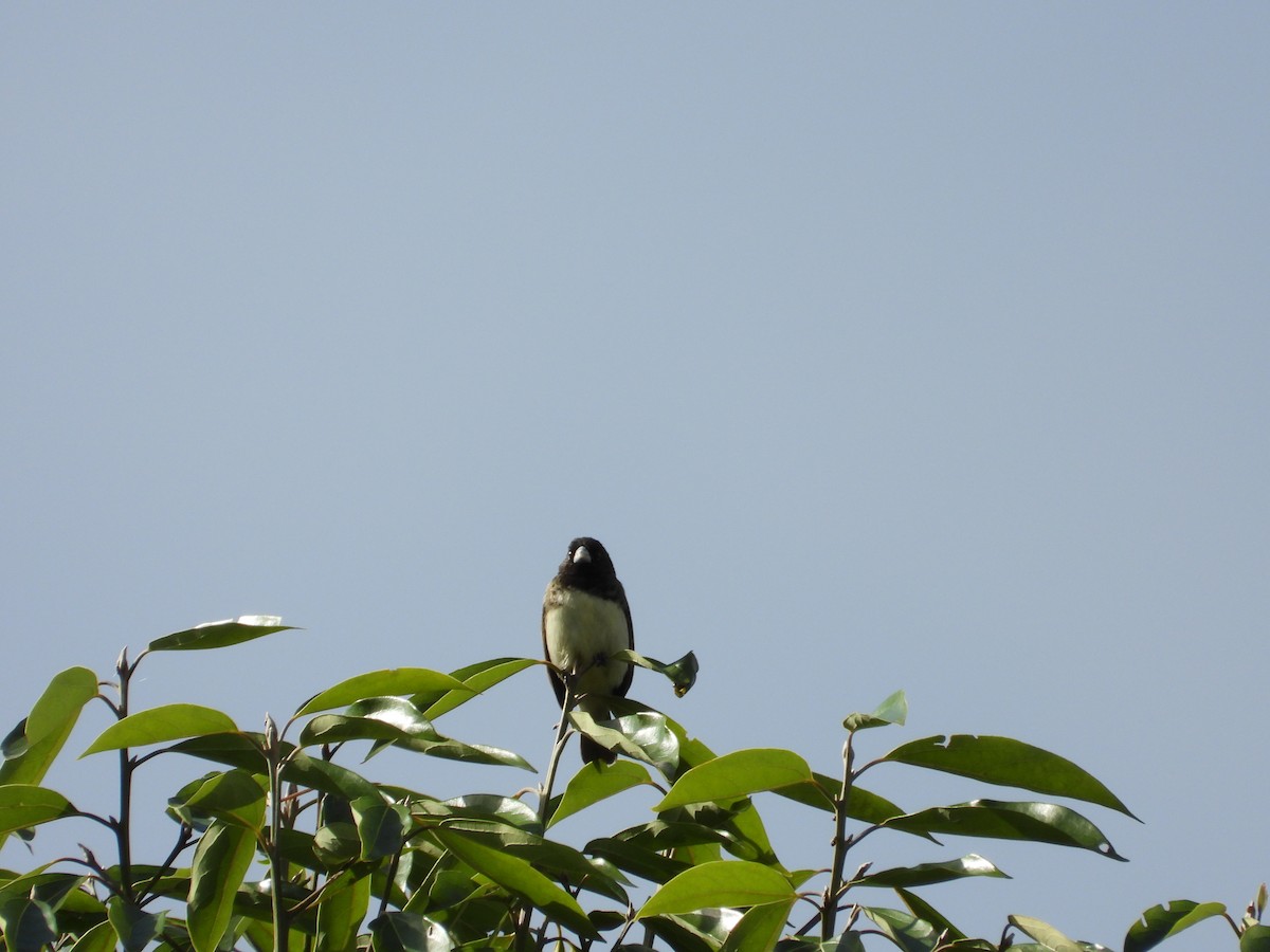 Yellow-bellied Seedeater - ML644528293