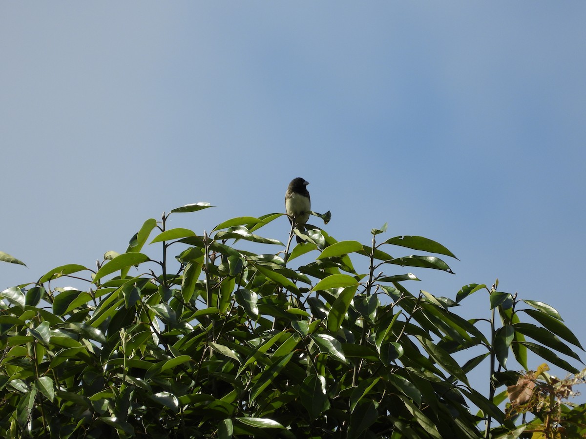 Yellow-bellied Seedeater - ML644528294