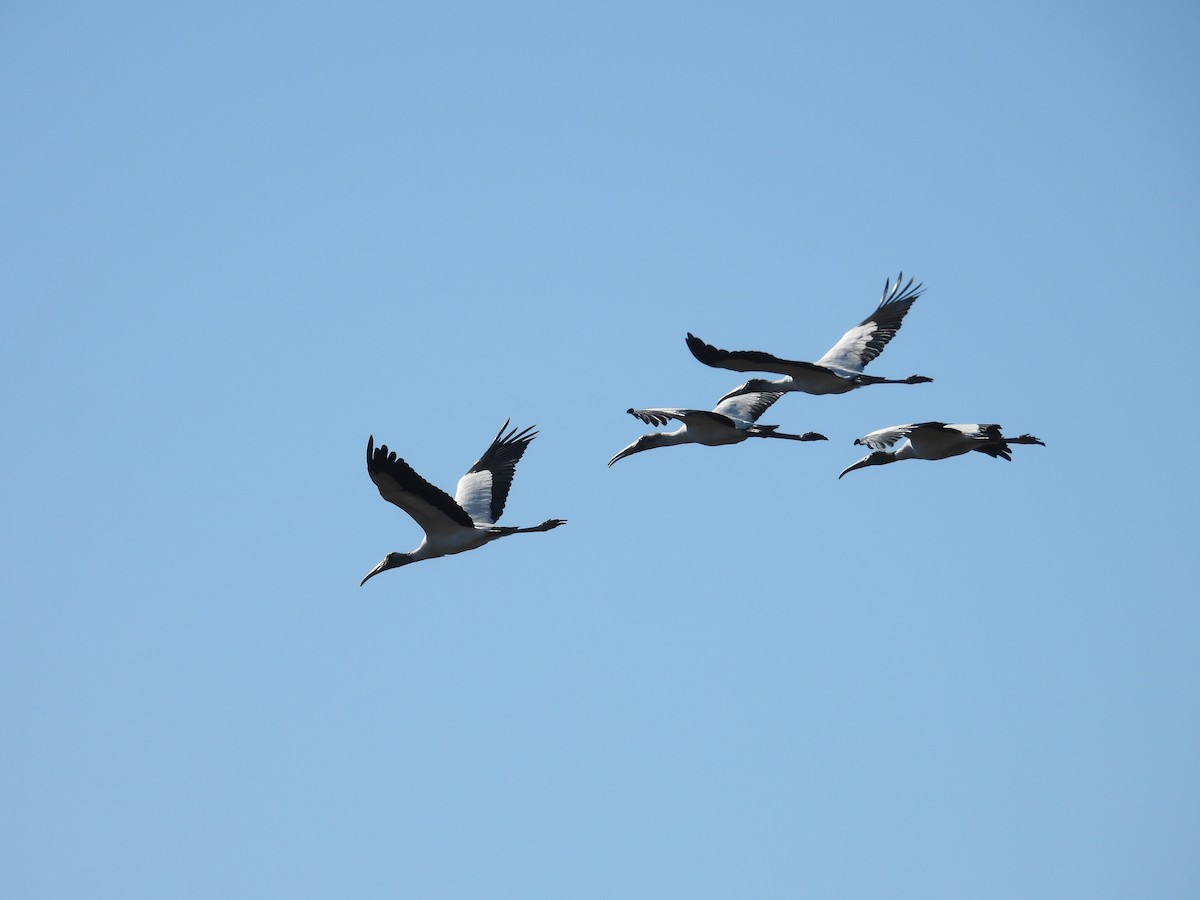 Wood Stork - ML644528295