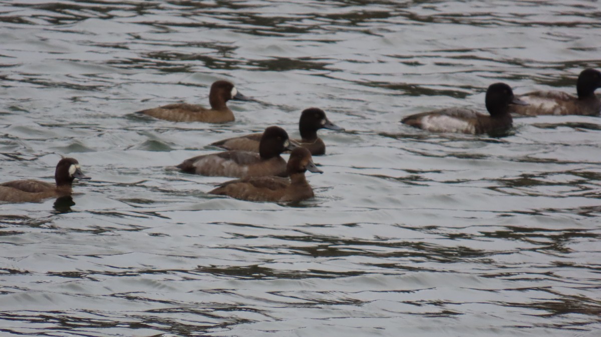 polák kaholka - ML644528296