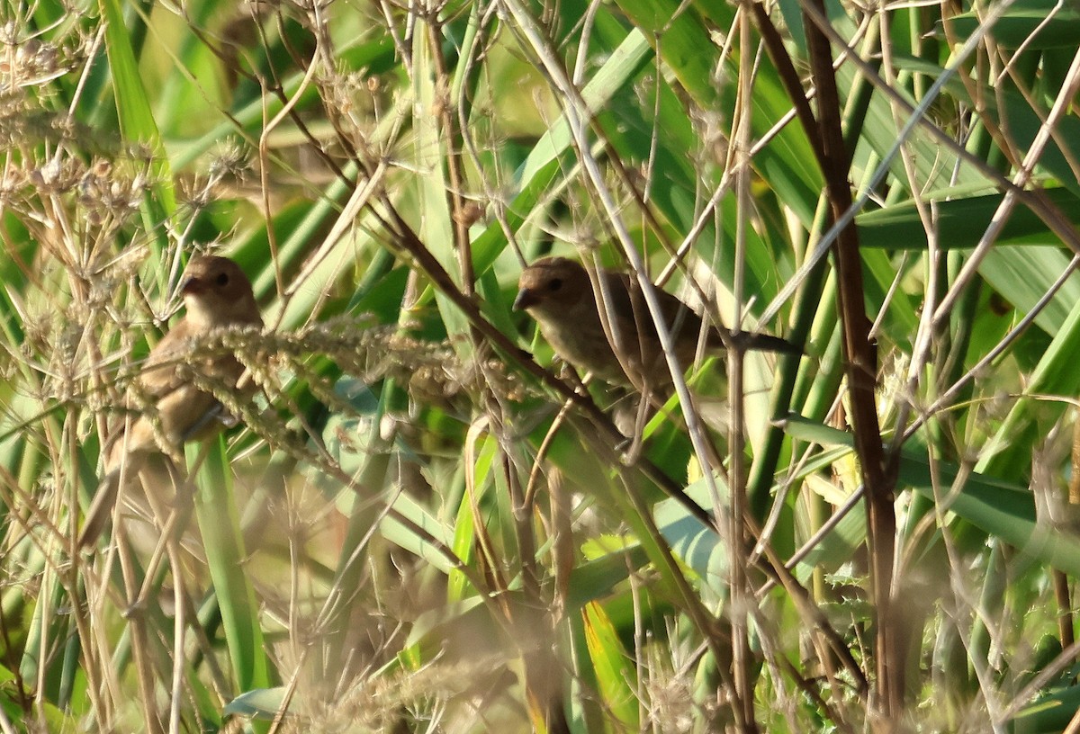 Indigo Bunting - ML644528299