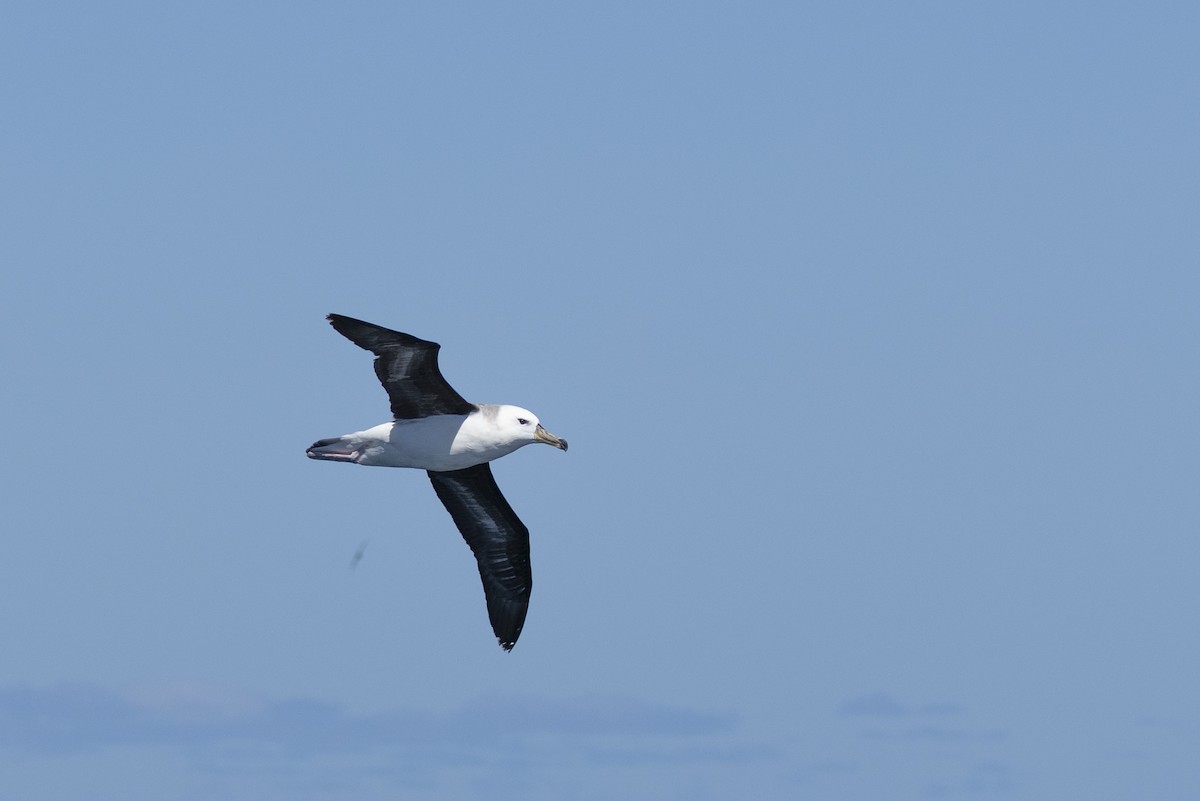 albatros černobrvý - ML644528312