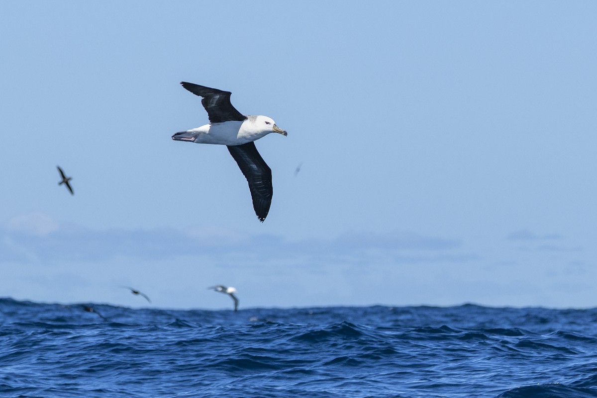 albatros černobrvý - ML644528313