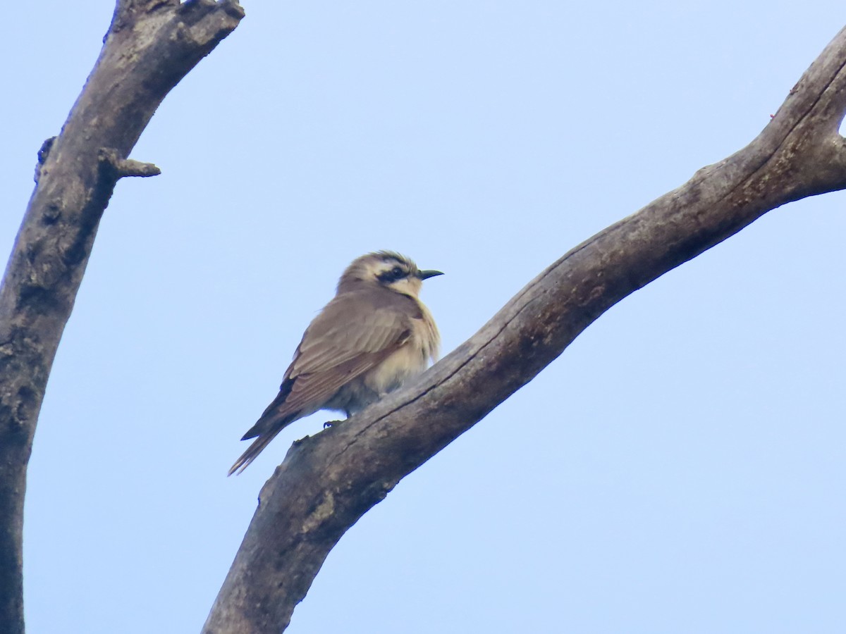 Black-eared Cuckoo - ML644528320