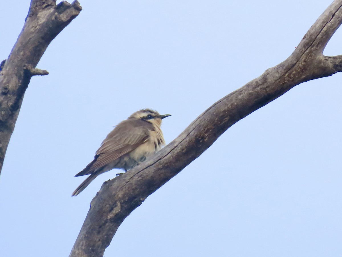 Black-eared Cuckoo - ML644528321