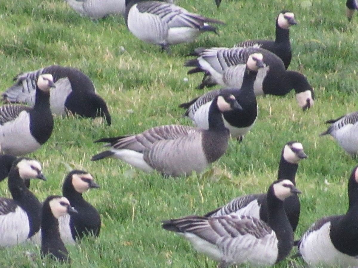 Barnacle x Cackling Goose (hybrid) - ML644528323