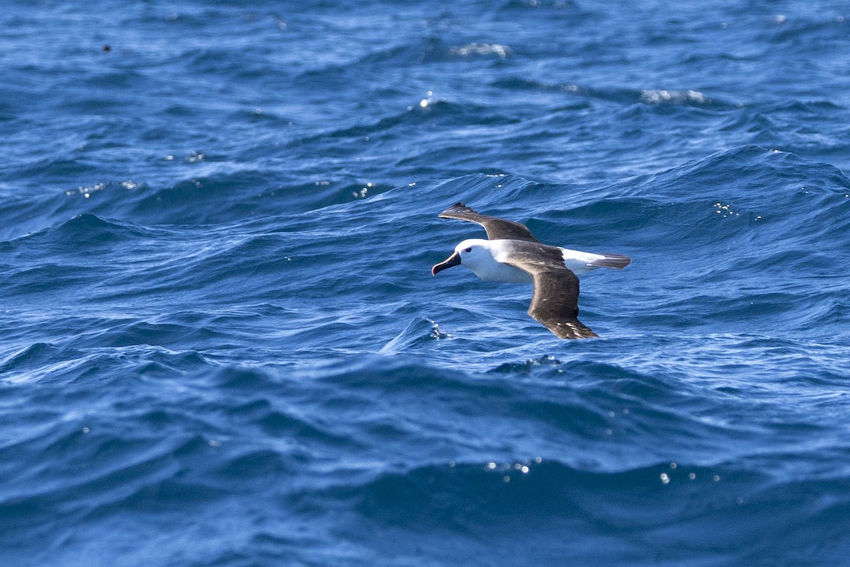 Альбатрос жовтодзьобий індійський - ML644528324