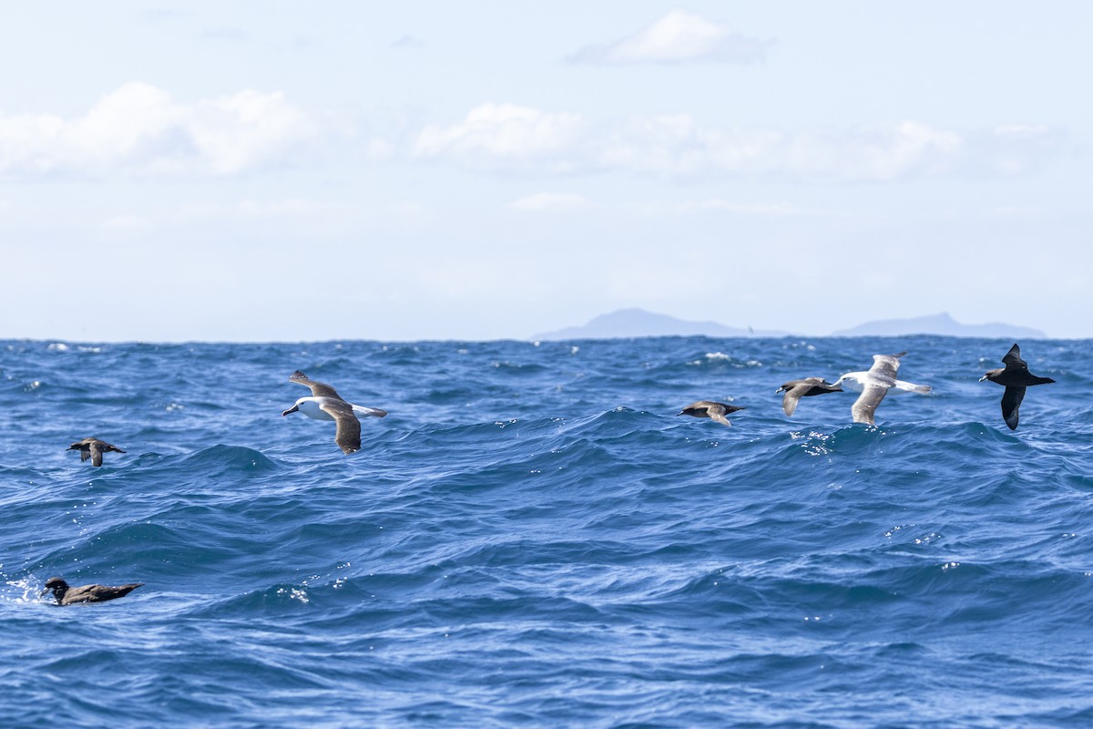 Альбатрос жовтодзьобий індійський - ML644528325