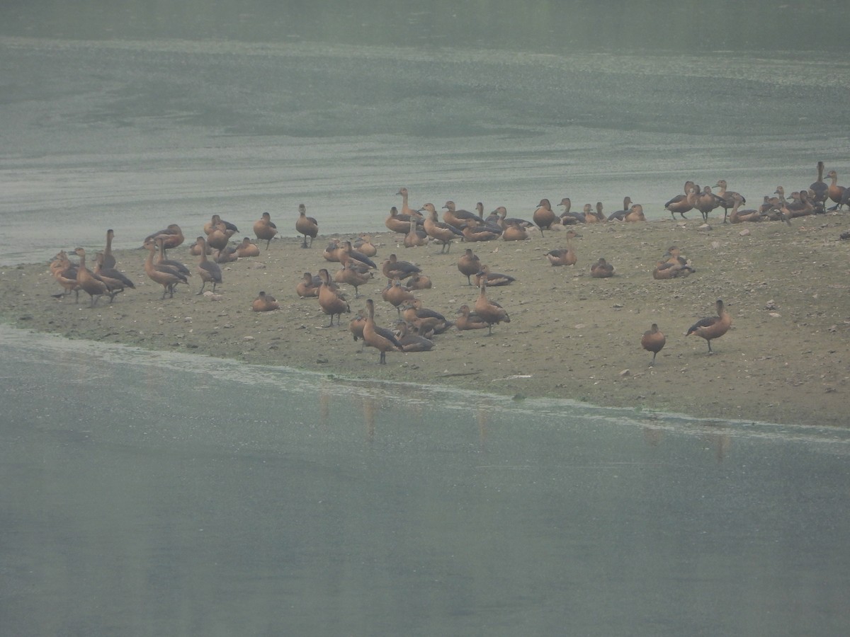 Javapfeifgans - ML644528328