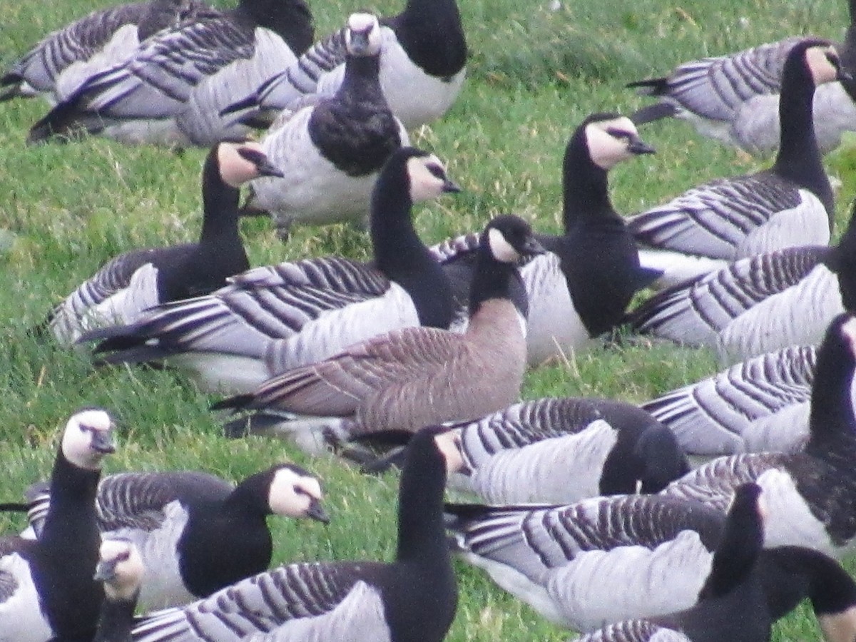 小加拿大雁 - ML644528334