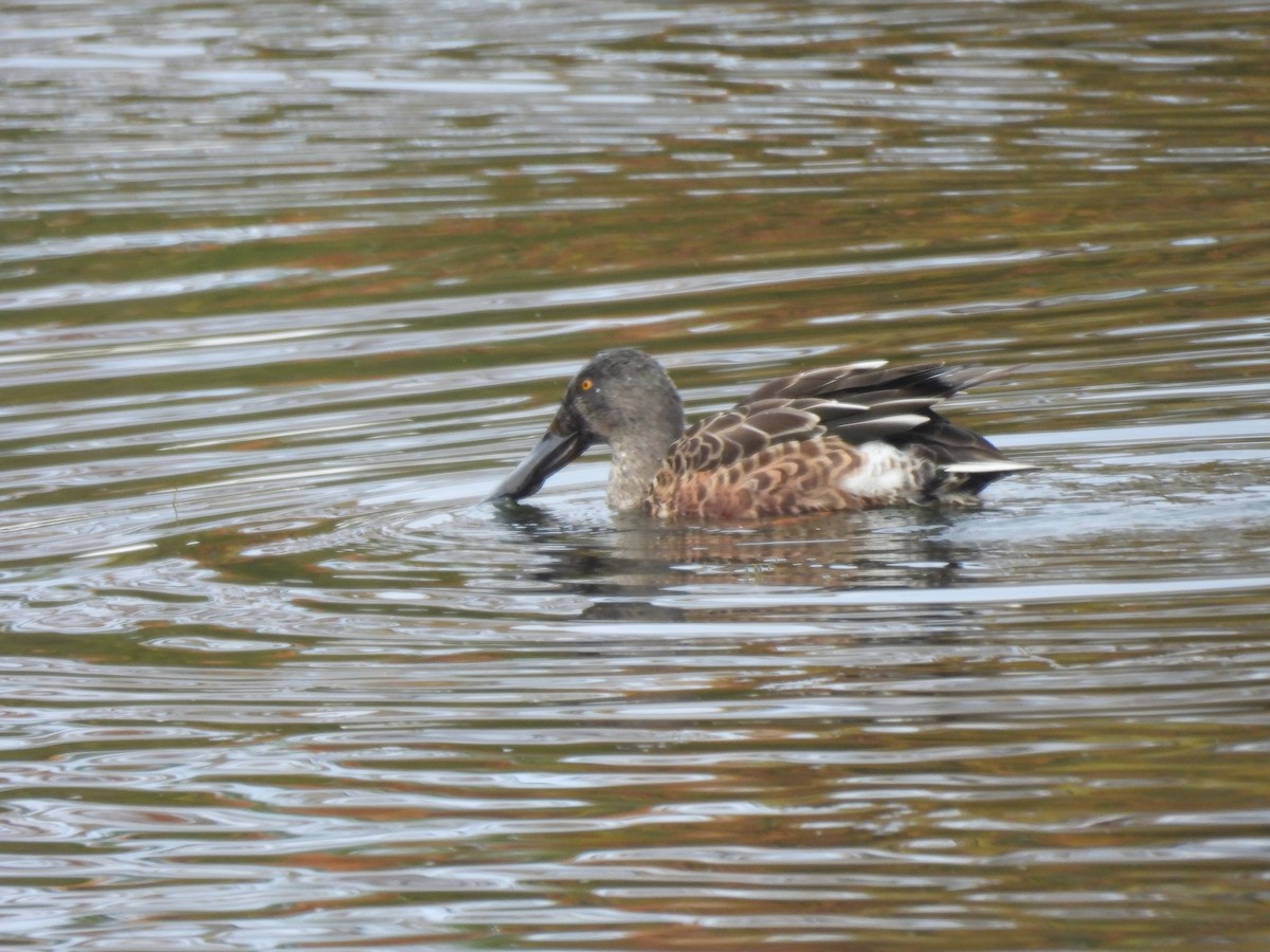 Northern Shoveler - ML644528339