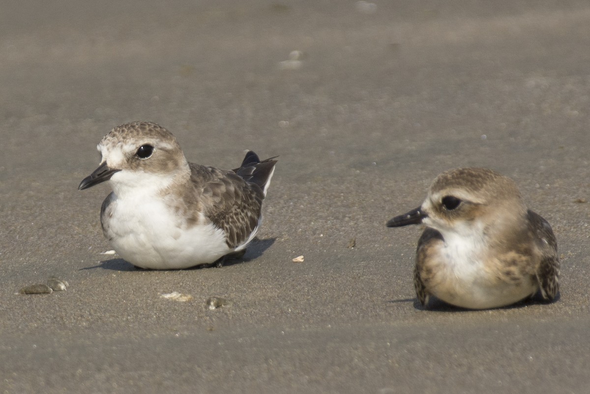 Tibetan Sand-Plover - ML644528343
