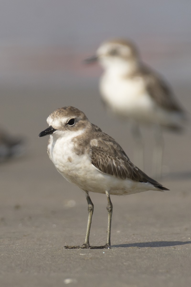 Tibetan Sand-Plover - ML644528344