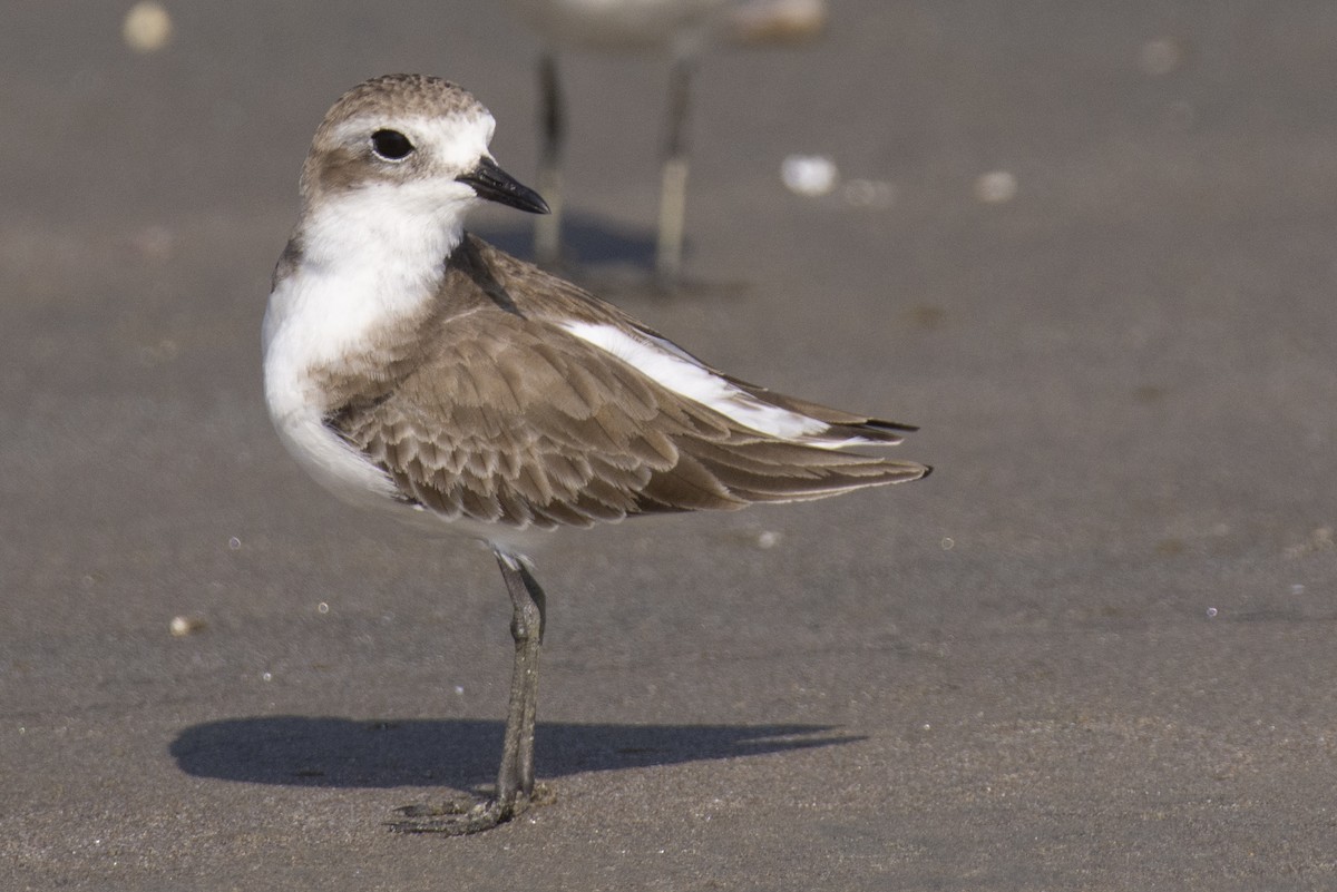 Tibetan Sand-Plover - ML644528345